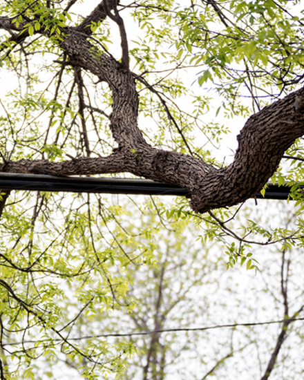 A large tree limb is resting on a power-line.