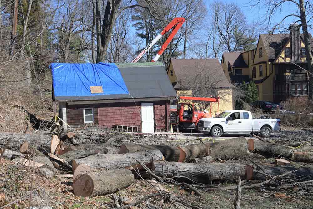 Un árbol caído cortado en muchos pedazos, como parte de los esfuerzos de restauración de Riley-Quinn. 