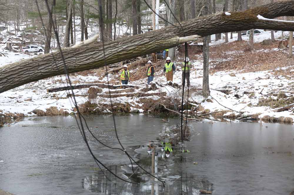 Un gran árbol caído sobre cables eléctricos, suspendido sobre un estanque. 