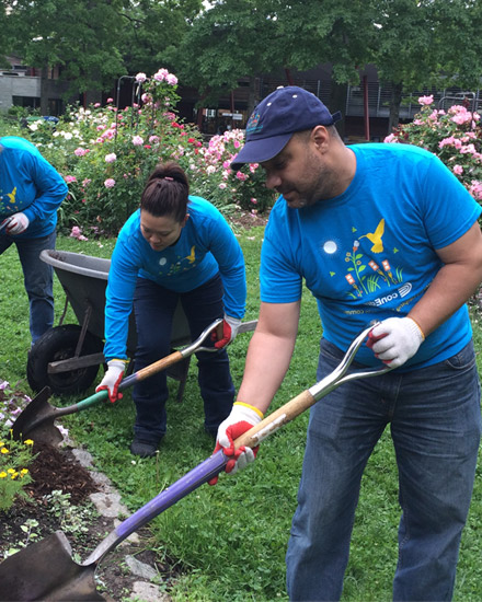 A group of Con Edison volunteers are tending garden beds.