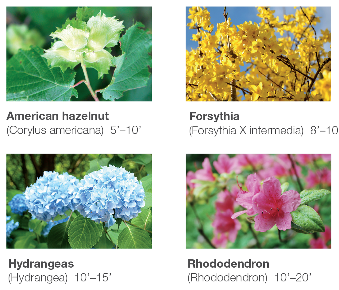American hazelnut 5 to 10 feet, Forsythia 8 to 10 feet, Hydrangeas 10 to 15 feet, Rhododendron 10 to 20 feet