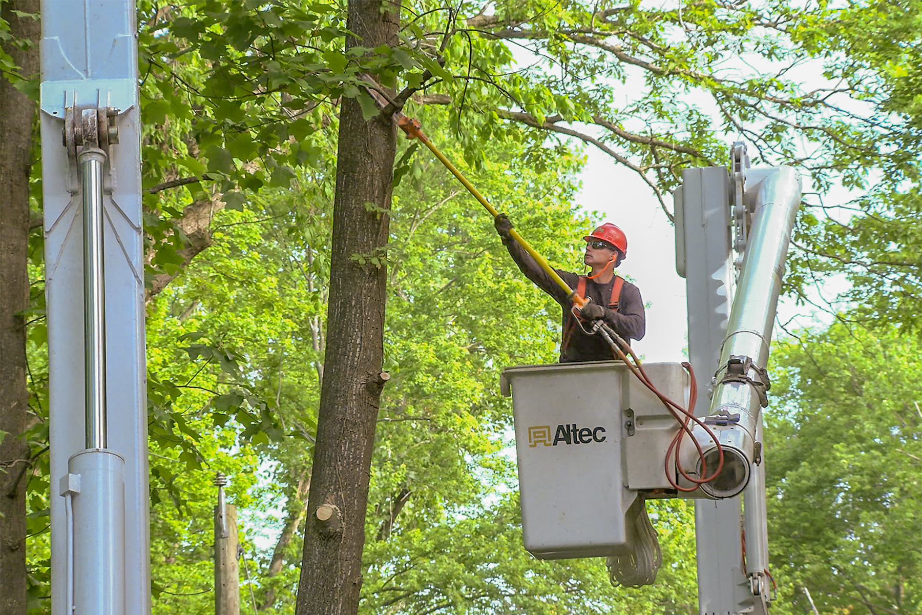 Utility worker trims trees. 